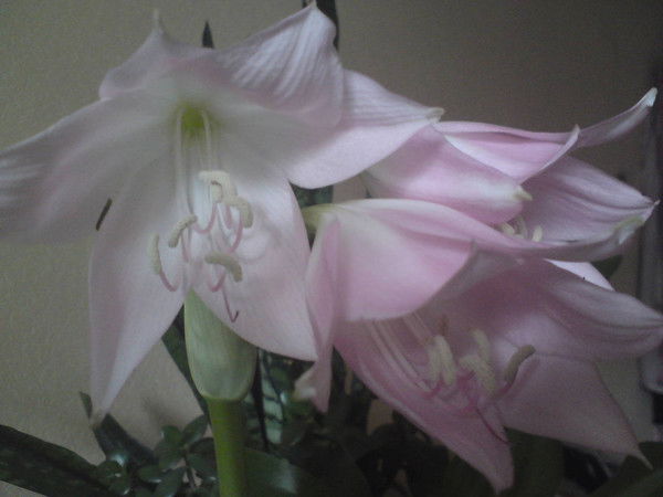 Екатерина Катерина