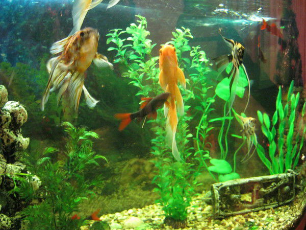 Иоланта Мицкевич