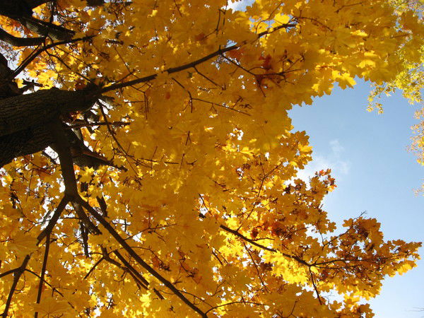 Алла Ананченко