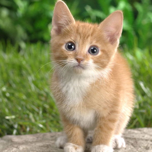 Ольга Бажанова