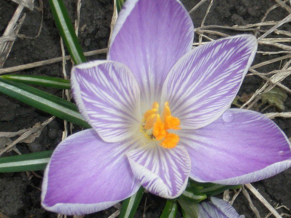 Елена Кэрэуш