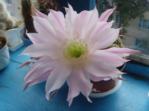 Светлана Козловская