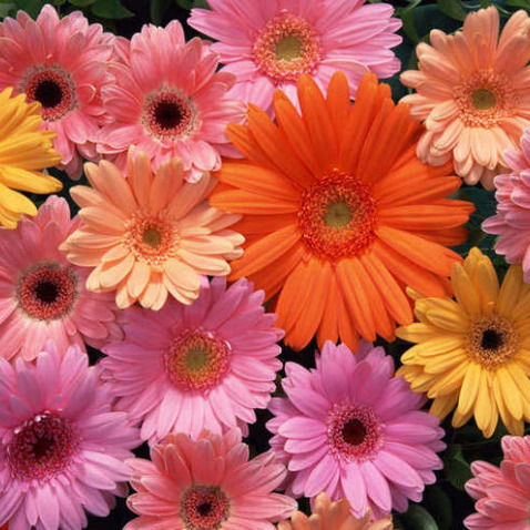 Зор-Октябрьская Оош Тос-Агаш