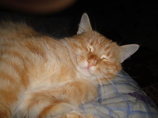 Инна Щеколдина