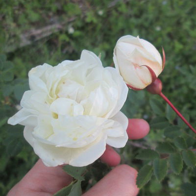 Лизавета Шабалина