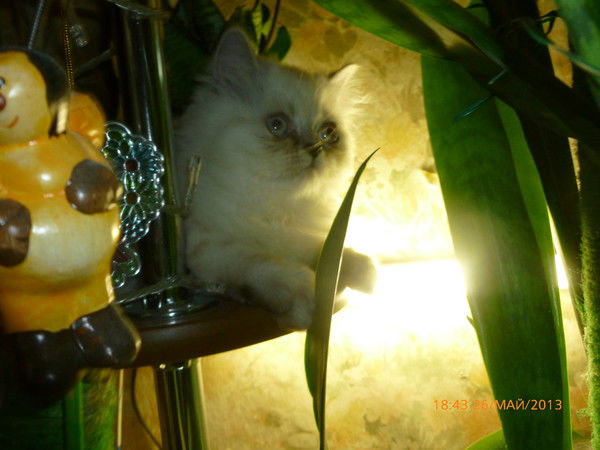 Неизвестно Неизвестно