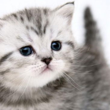 Наталия Семенова