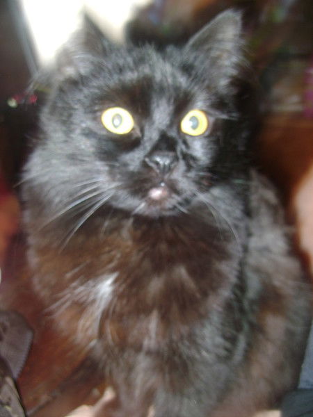 Дмитрий Модзалевский