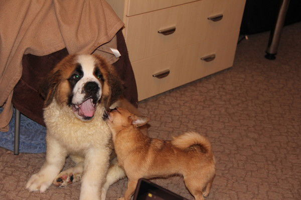 Анатолий Знаменок