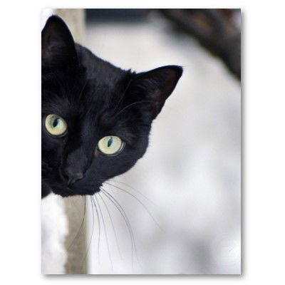 Черная Кошка Белый Кот