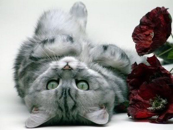 Юлия Тарарова