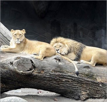 Александр Сафонов