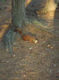 Полина Околот