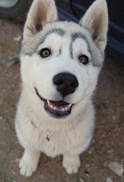 Альберт Комсометов