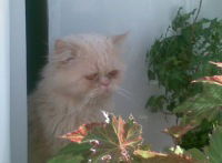 Екатерина Клиндух