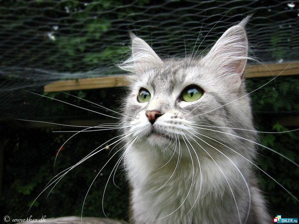 Евгения Васильева