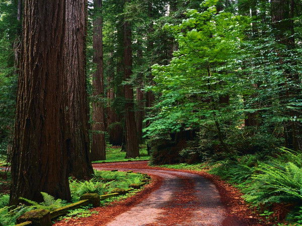 Светлана Котельникова