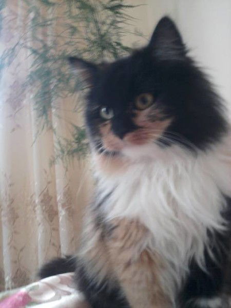 Світлана Бідзіля