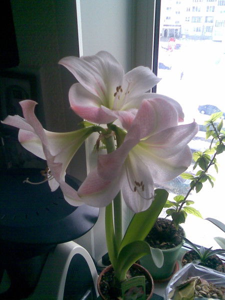 Ольга Ветчинова