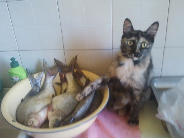 Алла Михайлова