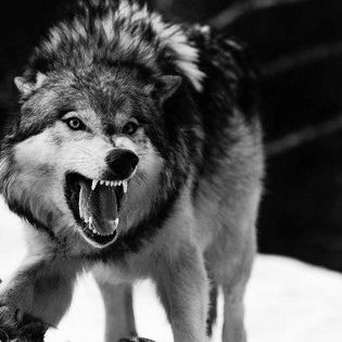 Никита Шкляев