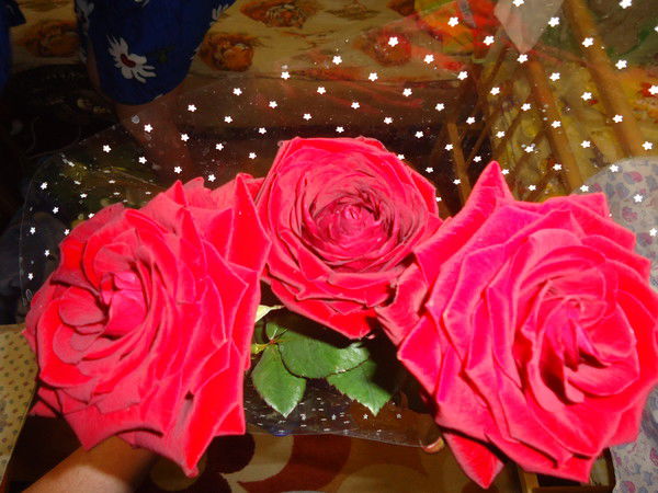 Елена Суходолец