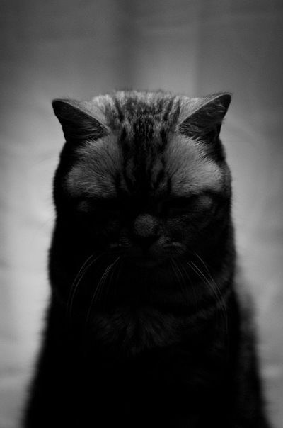 Татьяна Канафеева