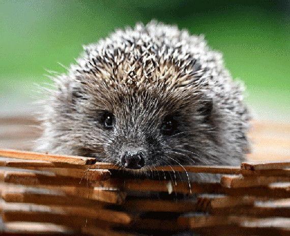 Сергей Карпышев