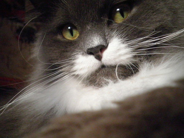 Любовь Корец