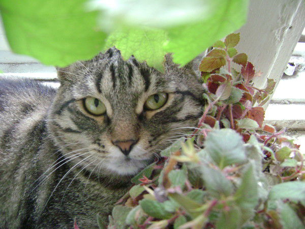 Андрей Куров