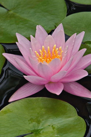 Любовь Василенко