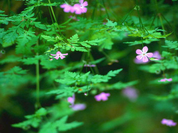 Алия Есмуханова