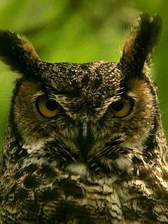 Кальянов Константин