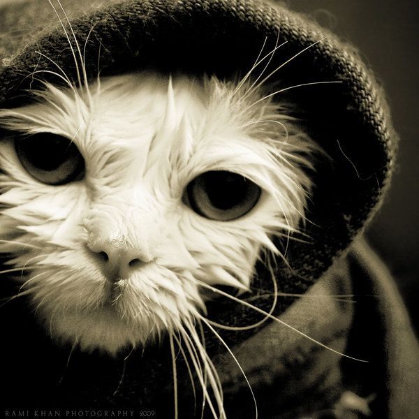 Dimmmm Нитченко