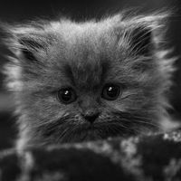 Кирилл Игнатьев