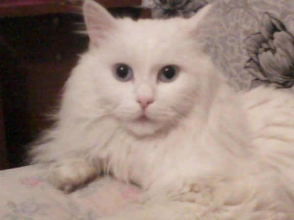 Татьяна Почтарёва (Окуличева,лисенкова)