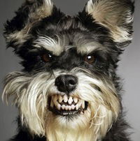 Денис Евтухов