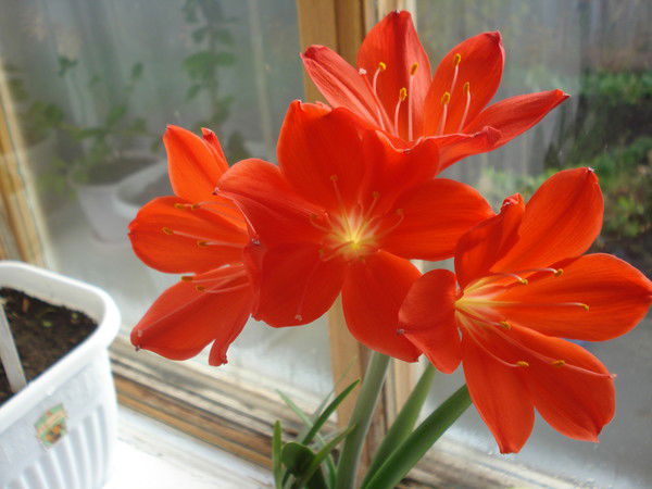 Ольга Карабаева