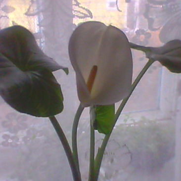 Галина Котенко