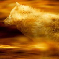 Антон Глазачев