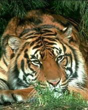 Андрей Сердюков