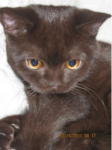 Ольга Криволуцкая