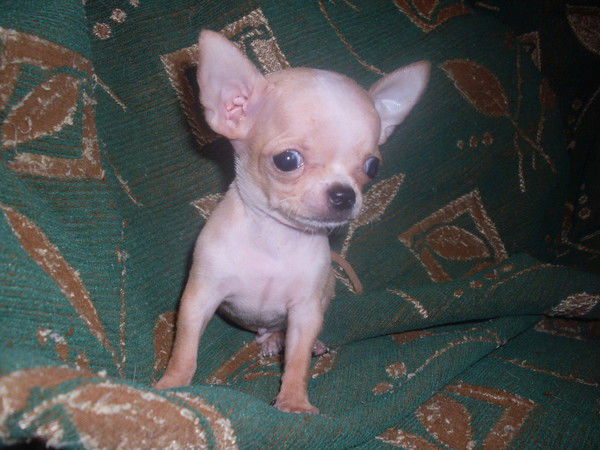 Татьяна Исаджанова