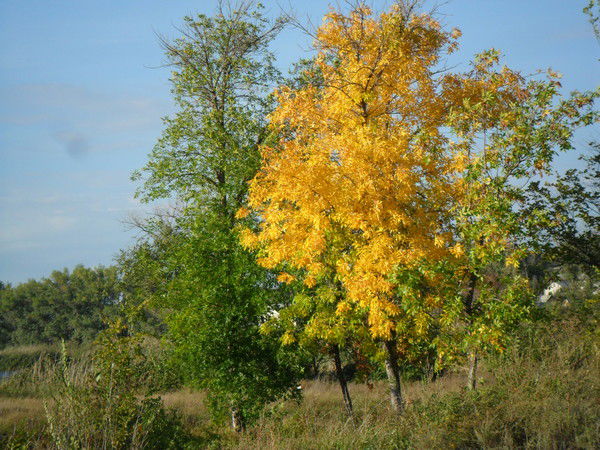 Элина Шолохова