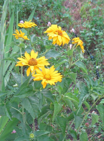 Маргарита Ворыгина