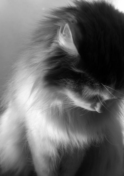 Oksana Vojcehovskaja