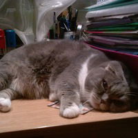 Назар Дьячук