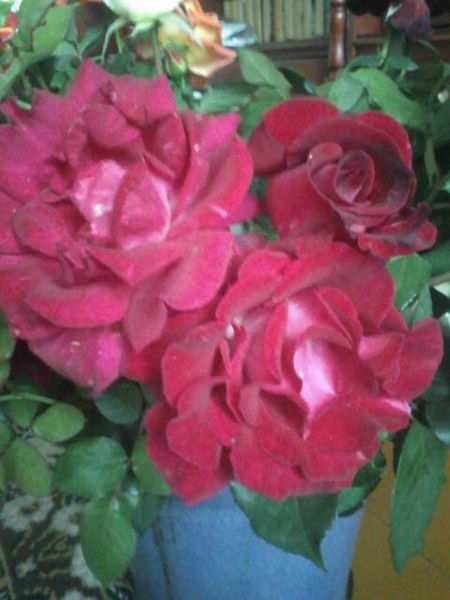 Нэлли Швыдко- Устинова