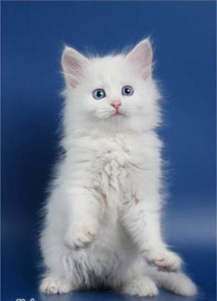 Надежда Мальцева