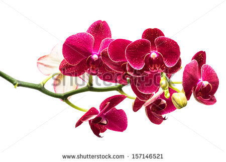 Тамара Погодина